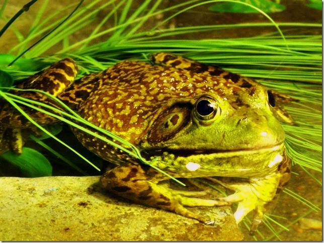 American_bullfrog