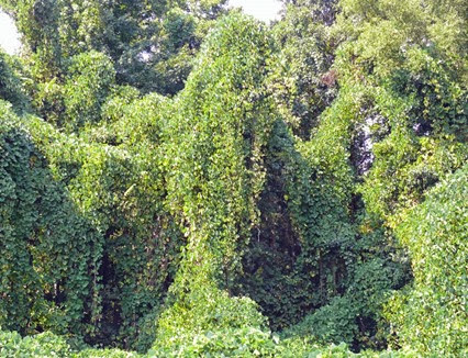 Kudzu4