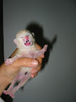 And here's one of those same kittens at just a few days of age. Note the umbilical cord and closed eyes.