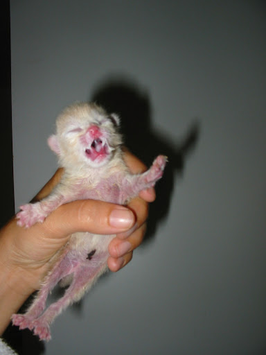 And here's one of those same kittens at just a few days of age. Note the umbilical cord and closed eyes.
