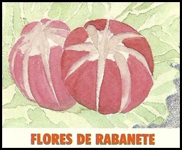 Flor de rabanete Flor de rabanete