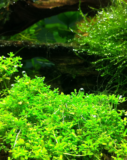 http://www.naturalaquascaping.com