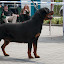 Rottweiler hodowla szczenięta Toro Negro -024.JPG
