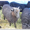 Sheep 008.jpg