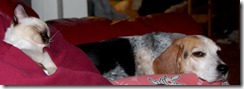 catdogcouch4