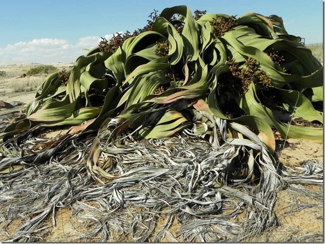 Welwitschia_DSCN6513