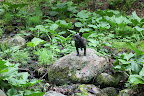 I stalk the woods with great skill and determination.