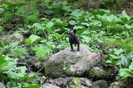 I stalk the woods with great skill and determination.