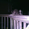 Racoon 034.JPG