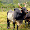 GUZERÁ - 579.jpg