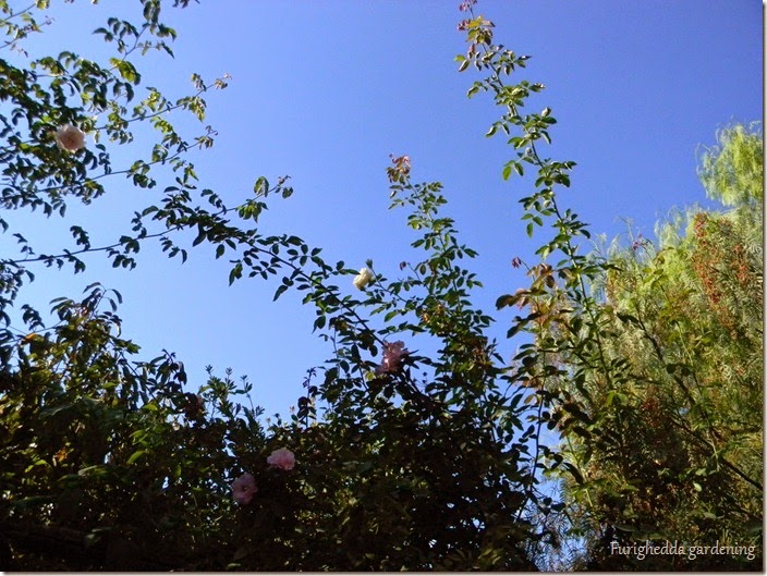 DSCN0410 DSCN0410