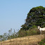 Semi-wild horse