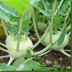Kohlrabi Early White Kohlrabi Early White