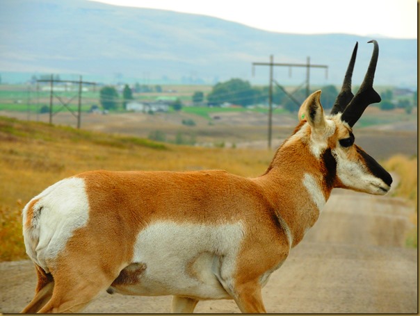 An antelope walks slowly across the road directly in front of us