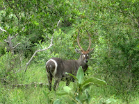 Water Buck - Thornybush Reserve, Kruger NP