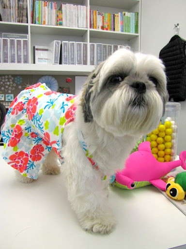 “As an executive in the business, I like to dress the part,” barks Lucy, now wearing the Sea Hibiscus Dress. “I'm pretty laid back about most things, fashion included. Most days, I wear dresses—they compliment my figure and flounce when I wag my tail.” “As an executive in the business, I like to dress the part,” barks Lucy, now wearing the Sea Hibiscus Dress. “I'm pretty laid back about most things, fashion included. Most days, I wear dresses—they compliment my figure and flounce when I wag my tail.”