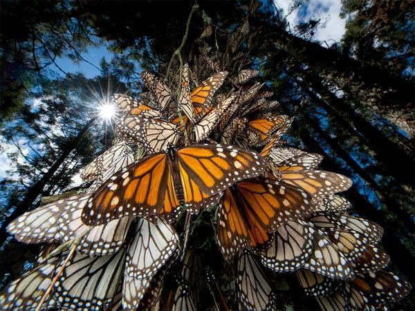 [mariposas-monarca-mexico%255B4%255D.jpg]