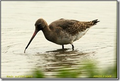 Slimbridge WWT D300s X14  21-10-2012 14-14-00