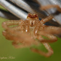 Spider Exuvia