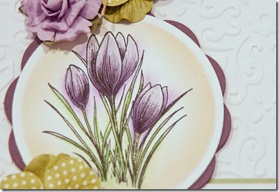 DPK_FF_Jan25_2013_closeup DPK_FF_Jan25_2013_closeup