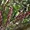 Rainbow Lorikeet