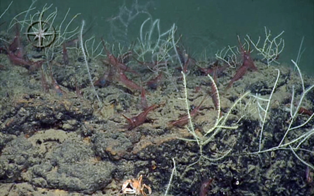 Deep-sea coral reef in the Mediterranean, discovered by a team headed by Professor Zvi Ben-Avraham of the University of Haifa&rsquo;s Leon H. Charney School of Marine Sciences, October 2010. israelity.com