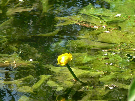 [lazio%2520fiore1%255B5%255D.jpg]