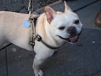 Meeting the Frenchies, Limon and Lulu