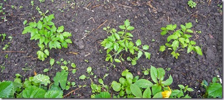 tomatenplanten-1