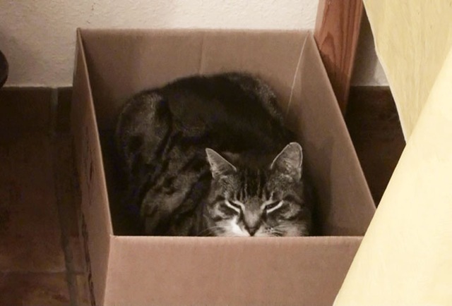 [Katze5%255B4%255D.jpg]