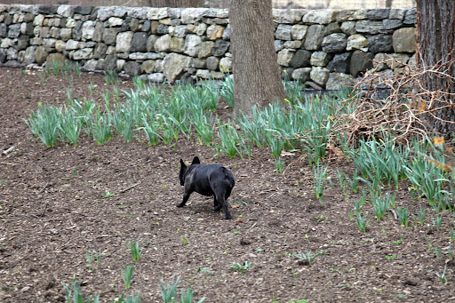 Sharkey, let's explore the long daffodil border.