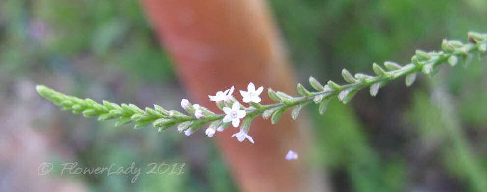 [06-20-unkn-weed1%255B4%255D.jpg]