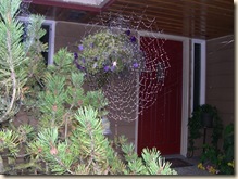 Dewy web