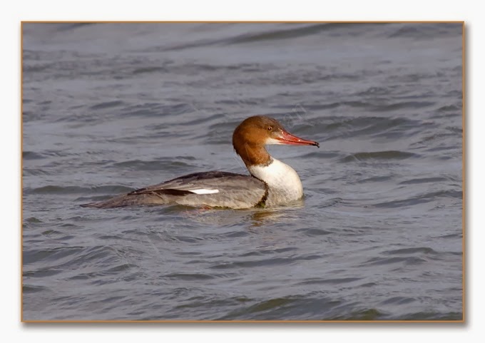 K's Birds 3 Goosander