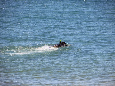 Looking for Nemo IMAGE_387.jpg