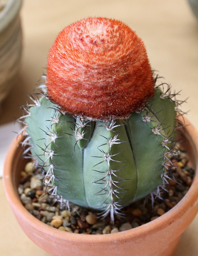 [120519_CCSS_Melocactus-macrodiscus%255B2%255D.jpg]
