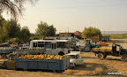 Local fruit market