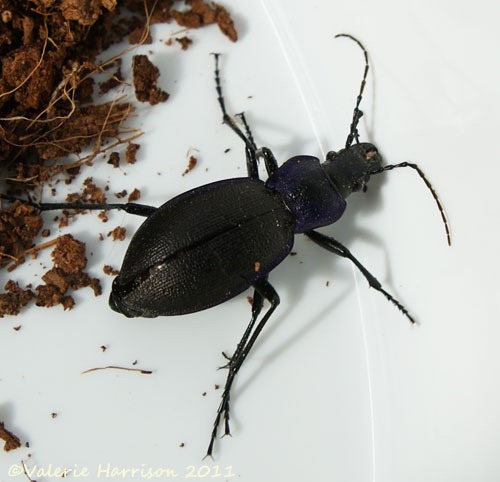 [ground-beetle%255B7%255D.jpg]