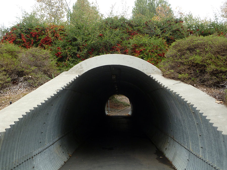 [111121_underpass_with_cotoneaster1.jpg]