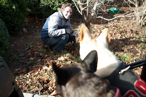 Oh, you're trimming back all of the brown foliage on the ferns and perennials and clearing the beds of leaves.