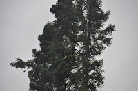 20120716_0063_N_Wabigoon.JPG Photo
