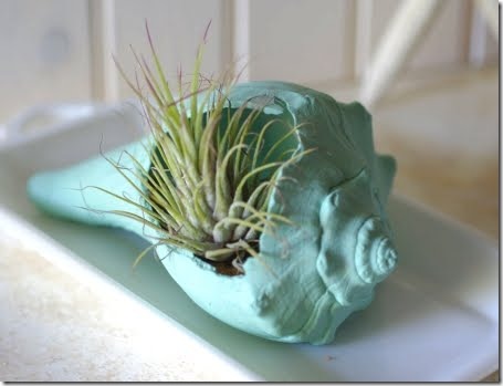 shell-air-plant completely coastal via beautiful details