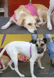 perritos ventanilla.jpg