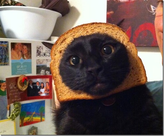 breaded-cats-7
