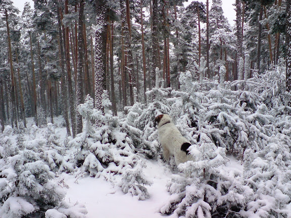 Viernes Santo (Camino de la Canaleja, nieva)