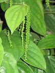 Pepper plant