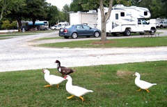 ducks running away from Kozmo 9-26-2011 5-37-12 PM