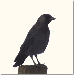 jackdaw