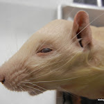 rat_whiskers.JPG