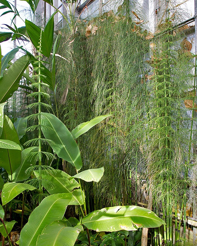 [111228_UCBG_equisetum-myriochaetum_04%255B2%255D.jpg]